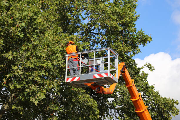 Weaverville, NC Tree Removal Company