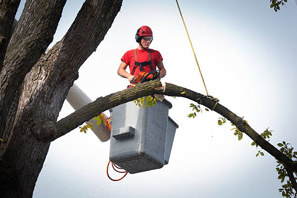 How Our Tree Care Process Works  in  Weaverville, NC